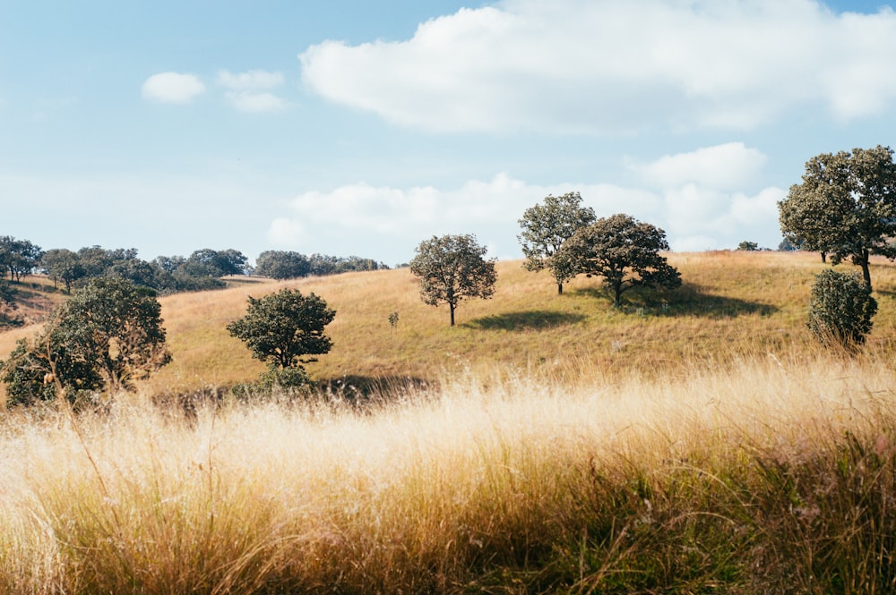 brown grass field with green leaf trees