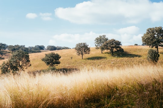 brown grass field with green leaf trees in México 23 Mexico