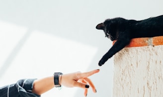 woman and cat joining hands