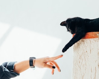 woman and cat joining hands