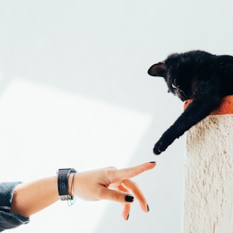 woman and cat joining hands