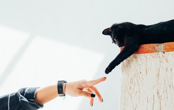 woman and cat joining hands