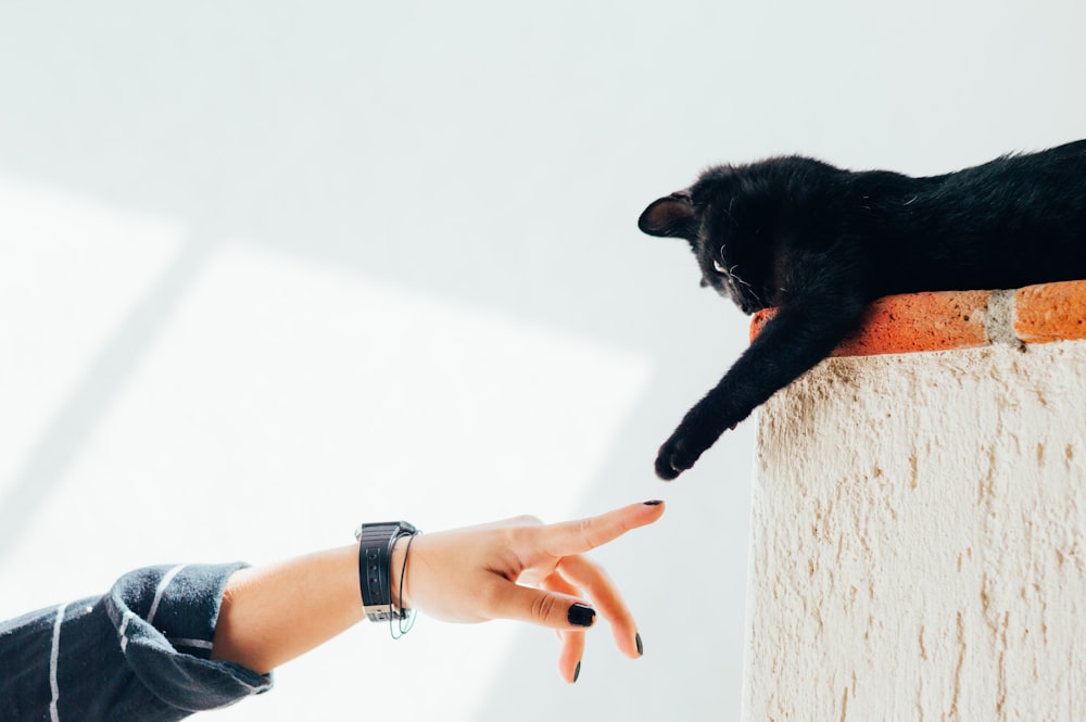 Mujer y gato se dan la mano