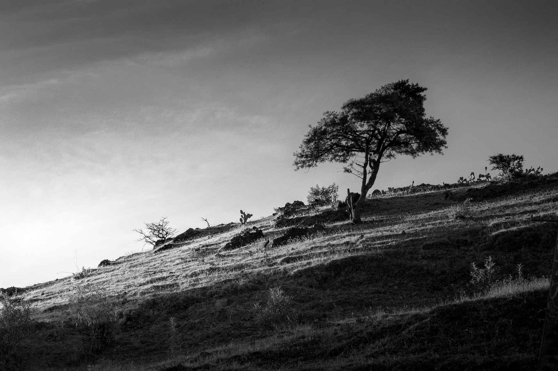 A moody black and white landscape with strong contrasts between dark trees and bright sky, evoking quiet solitude.