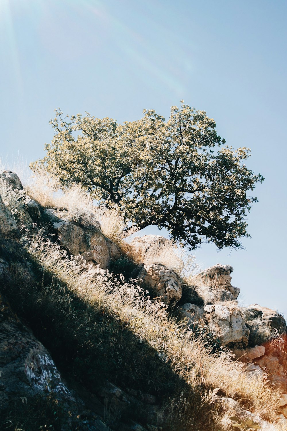 green-leafed tree surrounded by rocks