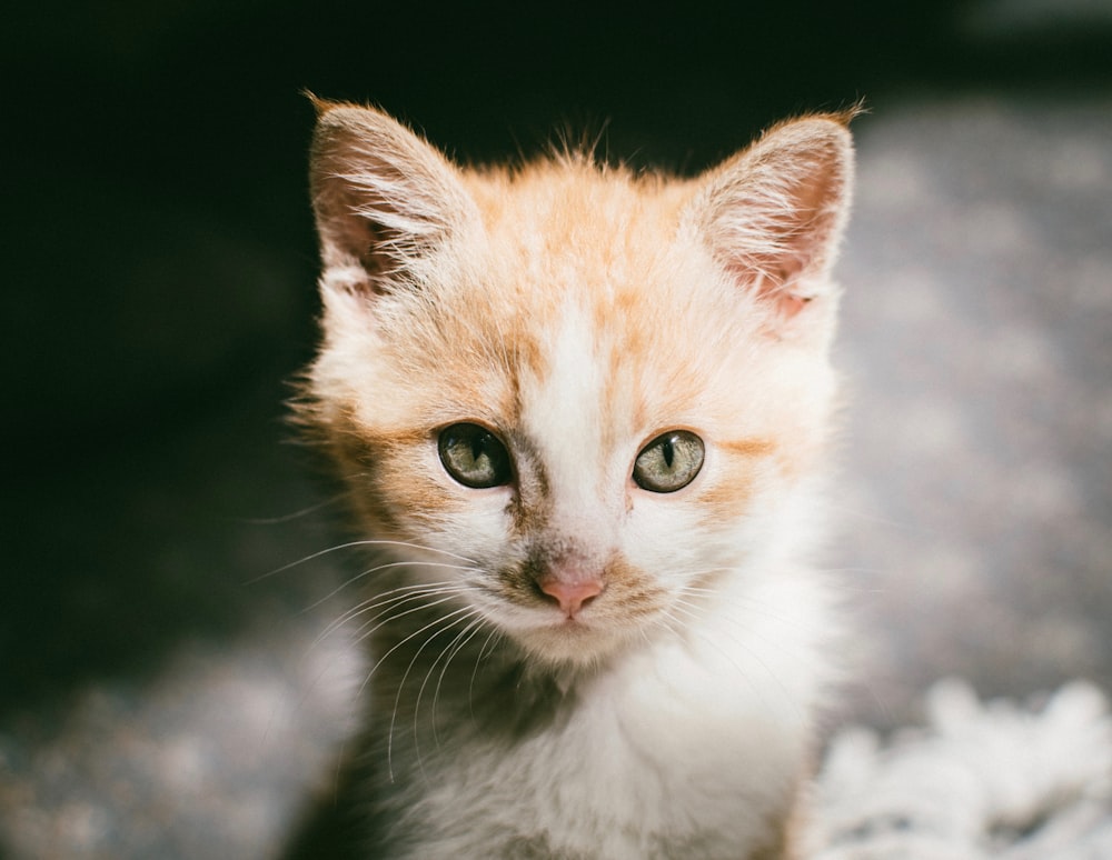 Fotografia de foco seletivo de gato tabby laranja