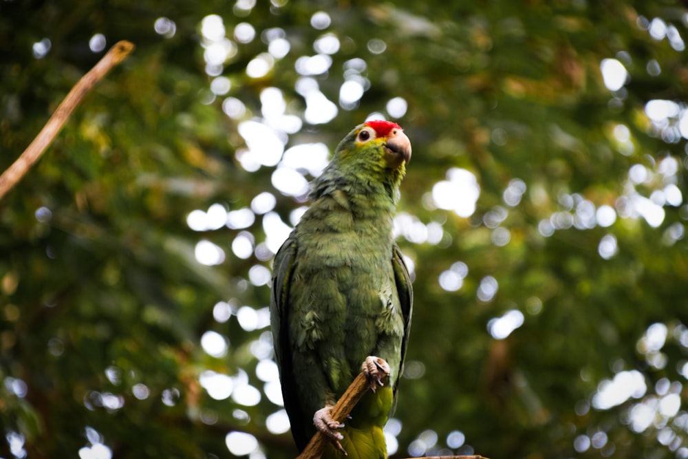 green parakeet