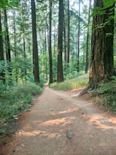 A serene forest path winding through tall green trees under soft natural light.
