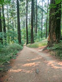A serene path winding through a peaceful forest symbolizing new beginnings.