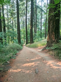 A serene forest path winding through tall green trees under soft natural light.