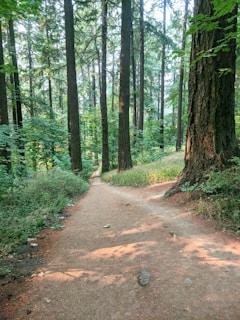 A serene forest path winding through ancient trees under soft morning light.