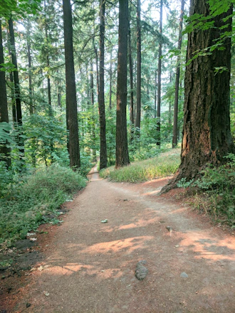 A serene path winding through a peaceful forest symbolizing new beginnings.