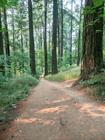 A serene forest path winds through towering trees, with sunlight filtering through the dense canopy, creating dappled shadows on the ground. Lush greenery surrounds the path, contributing to a peaceful and natural atmosphere.