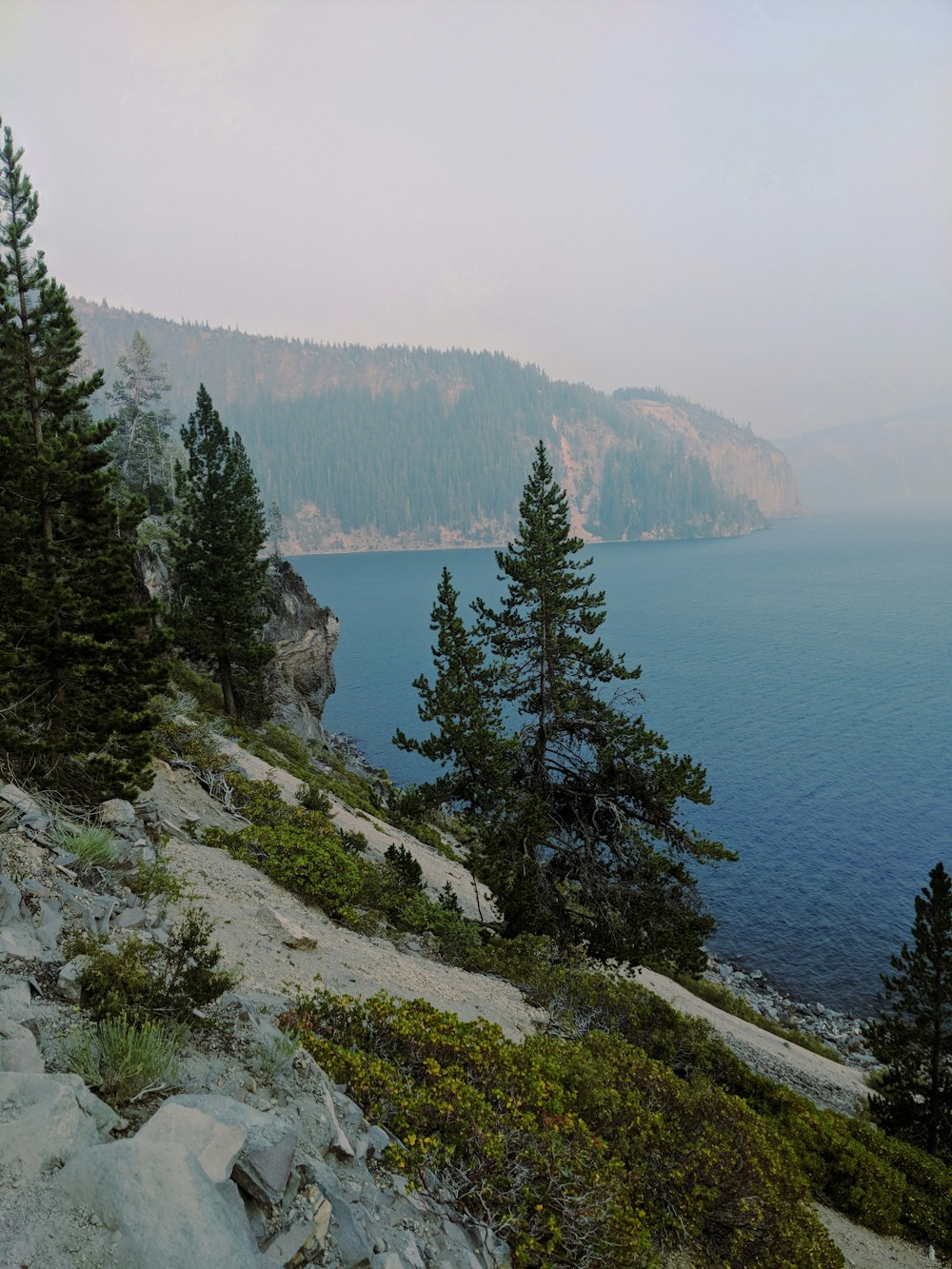 trees on mountain cliff near sea