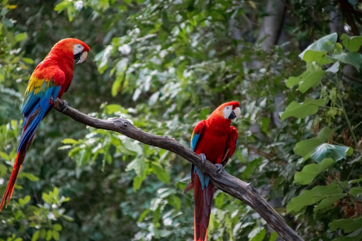 THE SCARLET MACAW