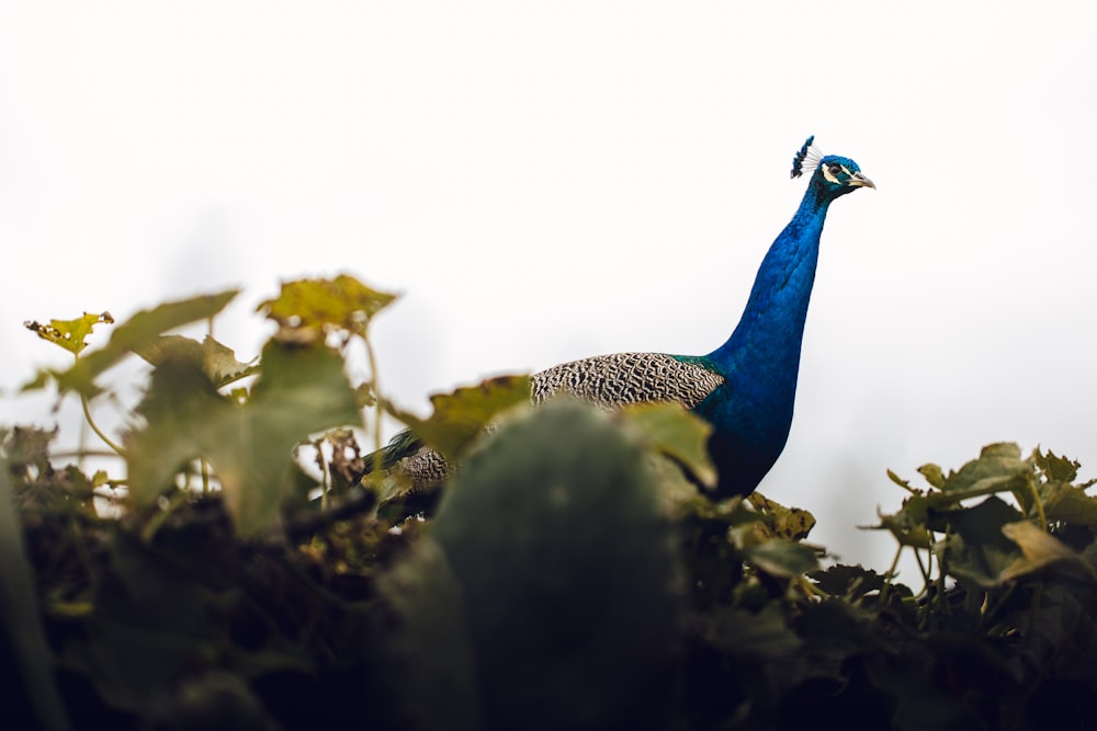 selective focus photography of Indian peafowl