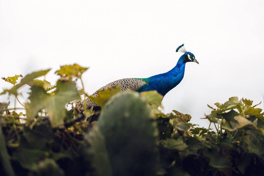 blue and black peacock