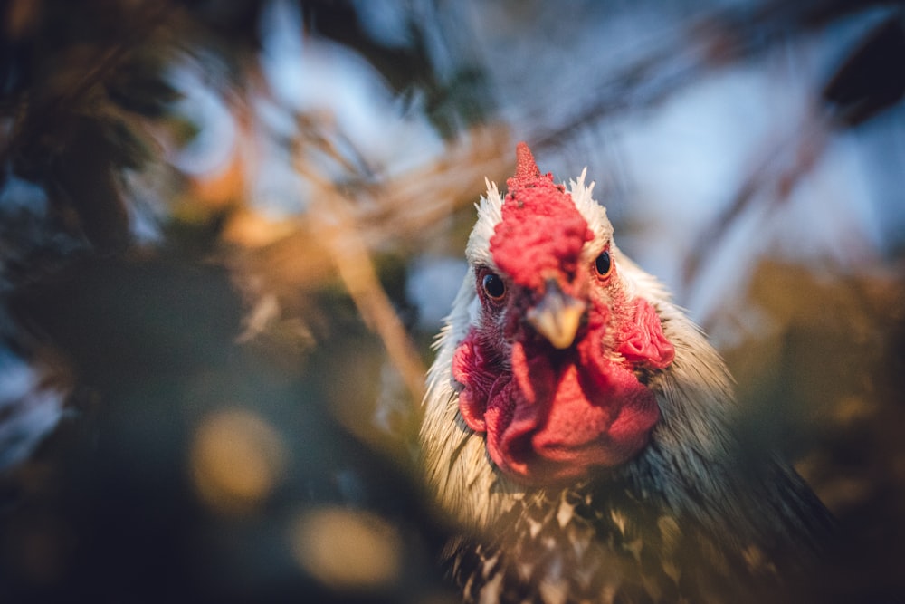 white and black rooster