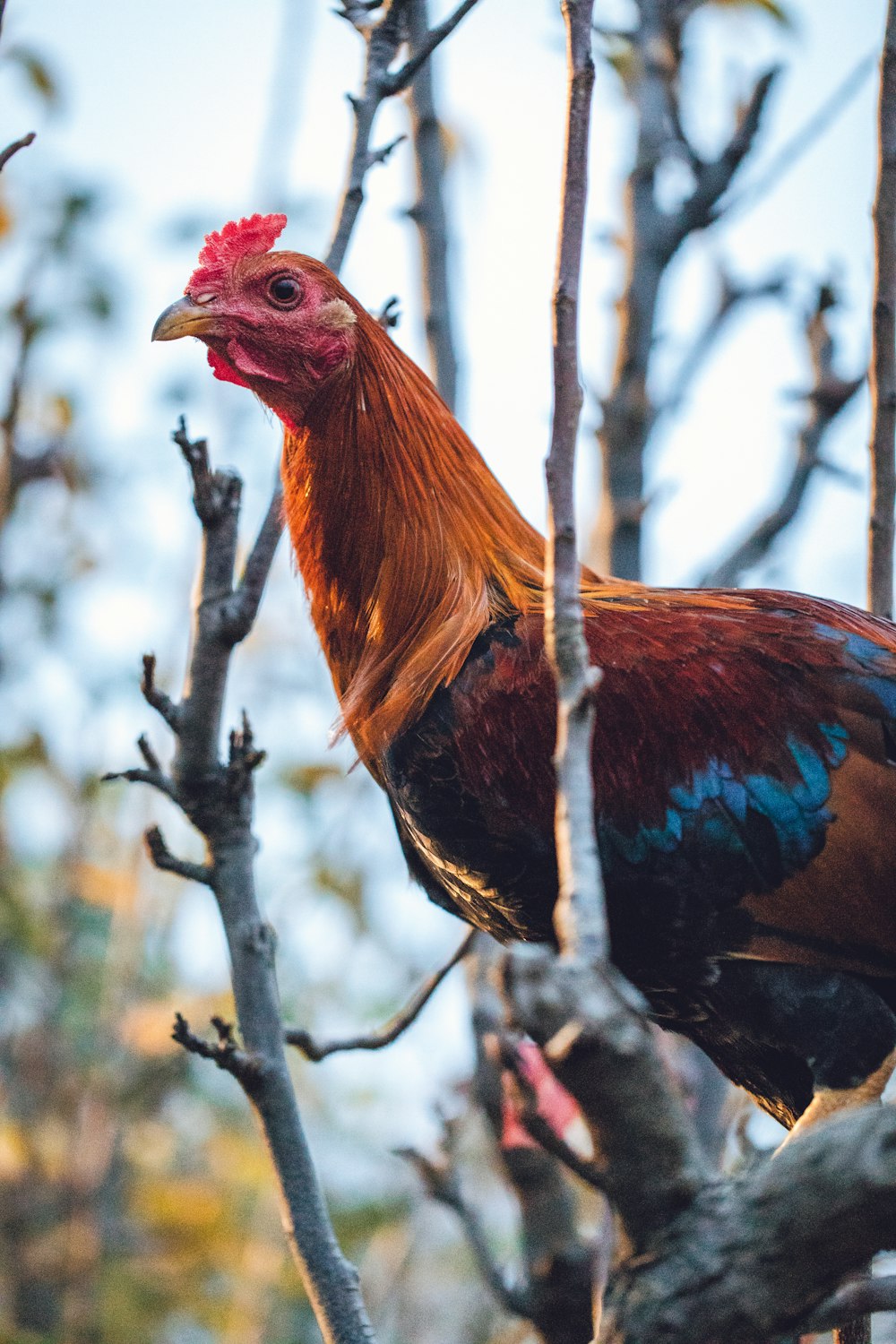 brown and teal chicken on tree branch