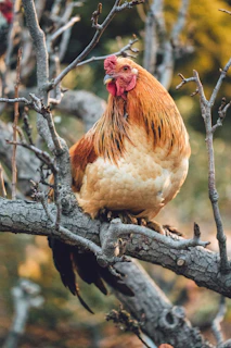 A gamefowl perched confidently on a mid-level branch, poised to launch.