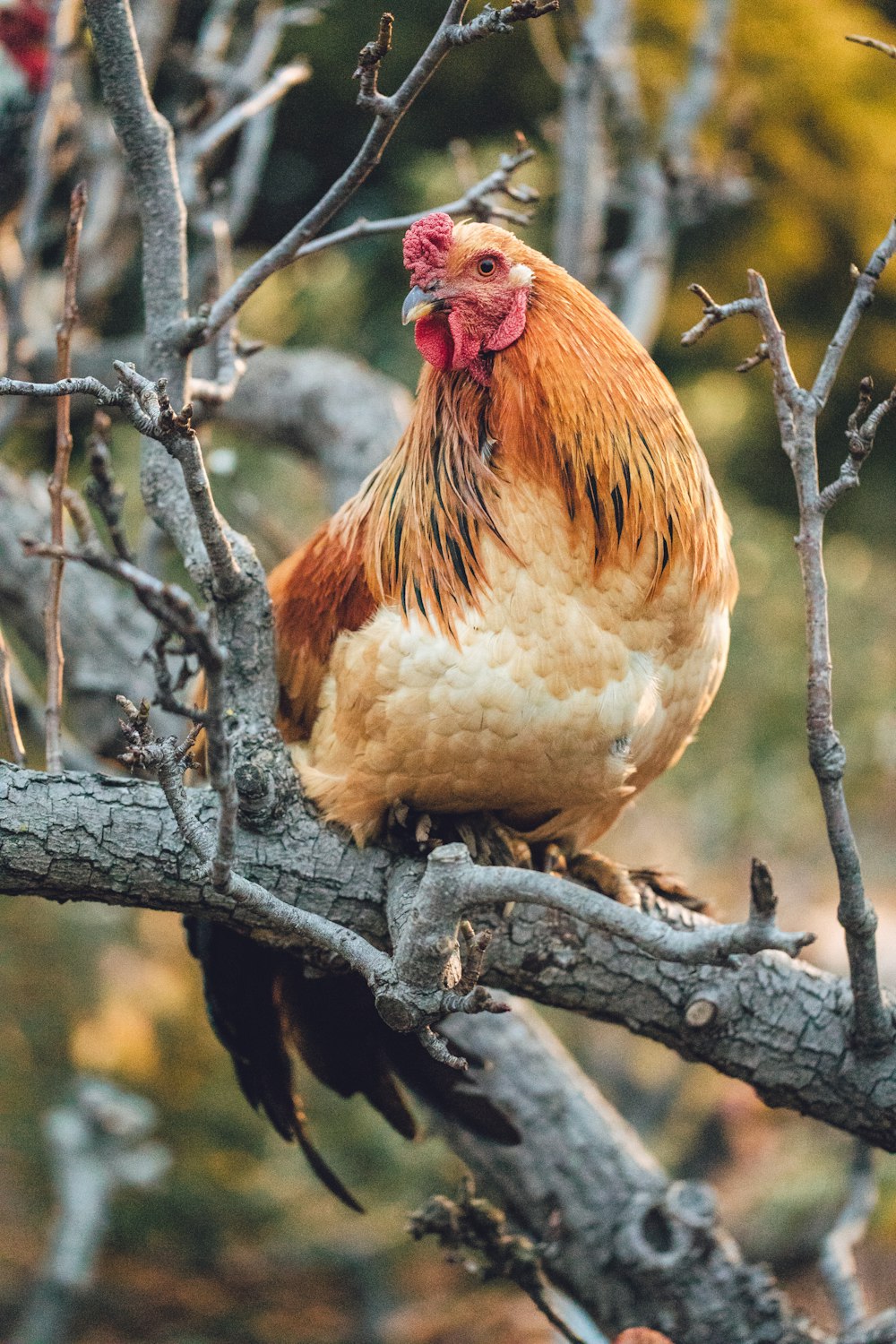 selective focus photography of orange rooster perching on branch