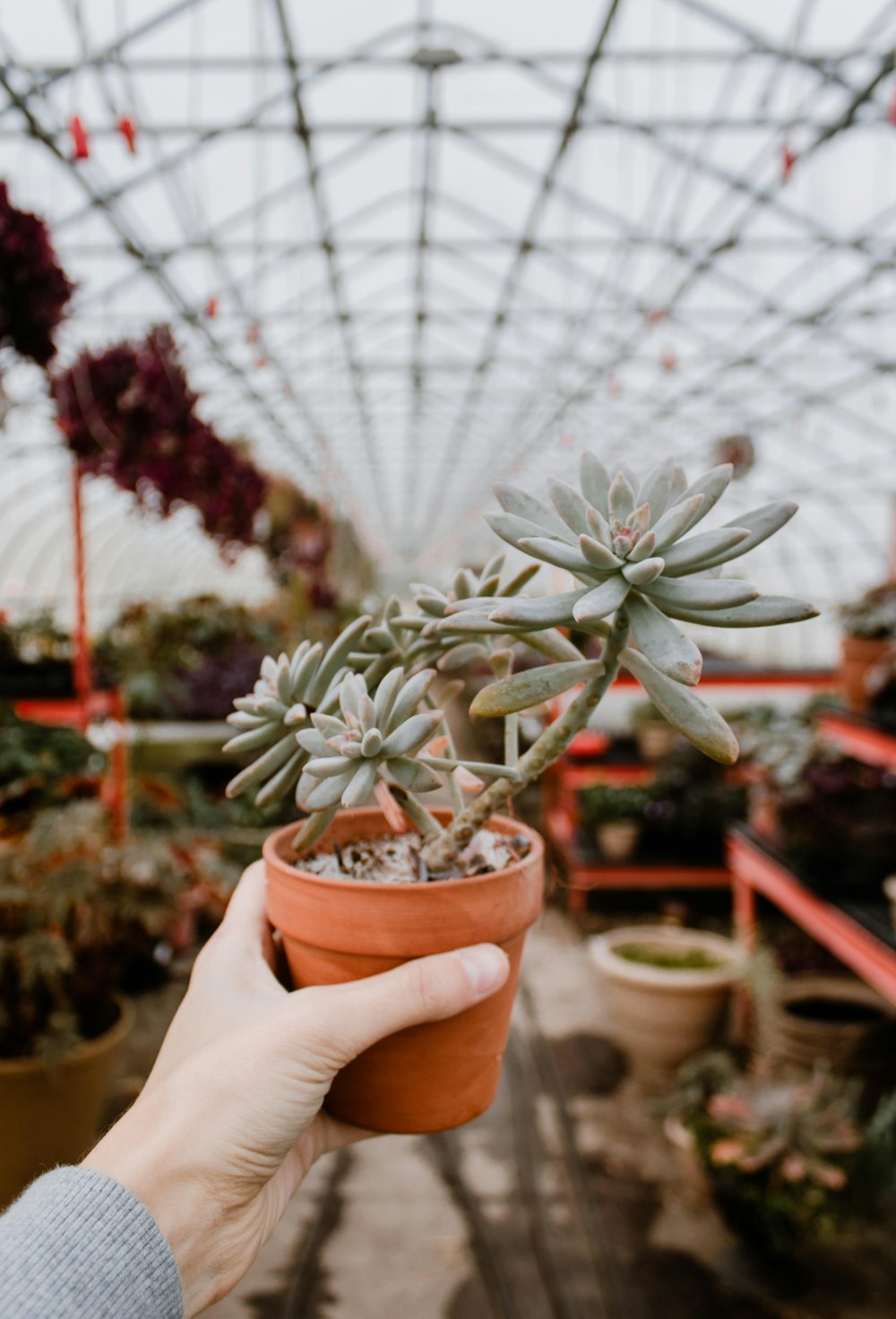 person holding green succulent plan with pot