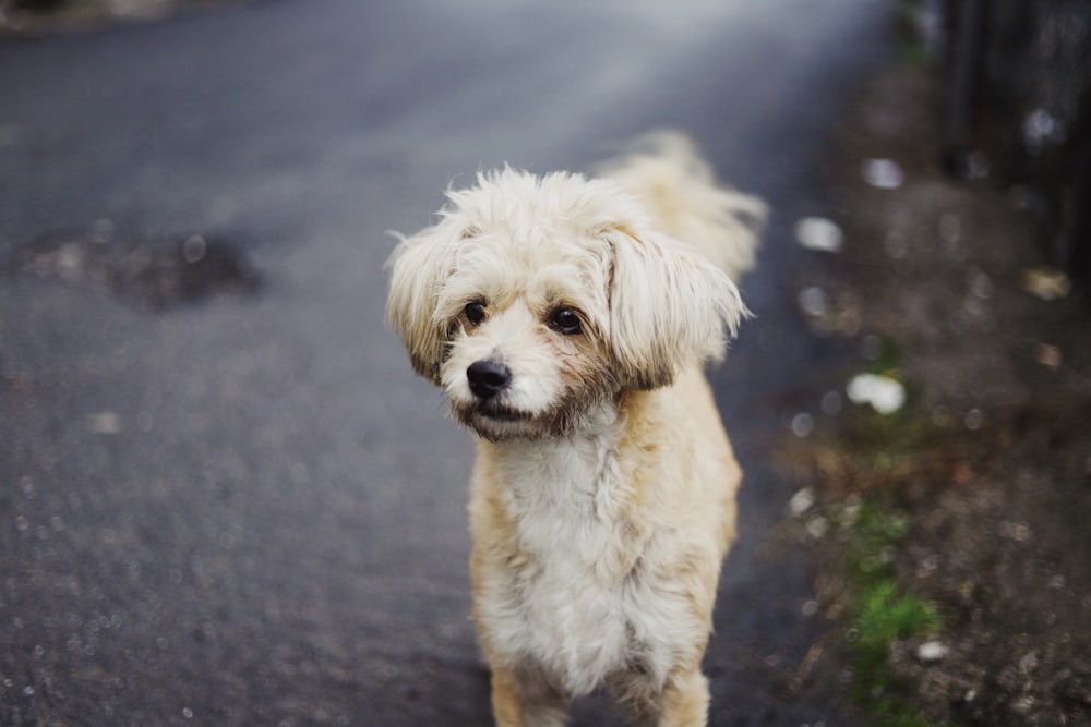 selective focus photography of long-coated tan puppy