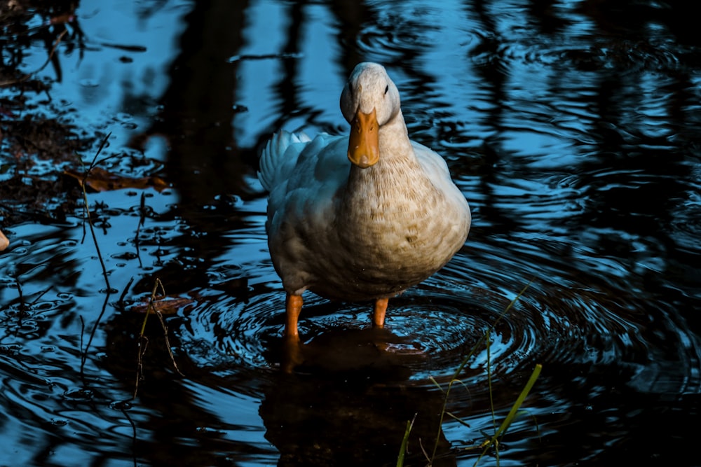 Pato blanco en el cuerpo de agua