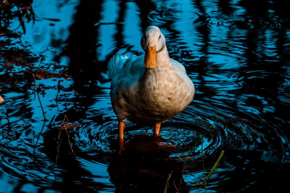 white duck on body of water