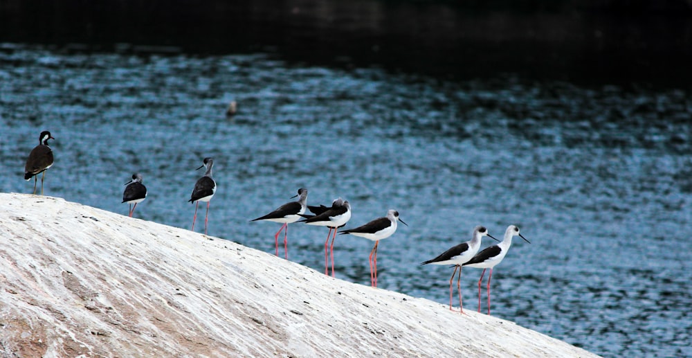 birds near body of water during daytime