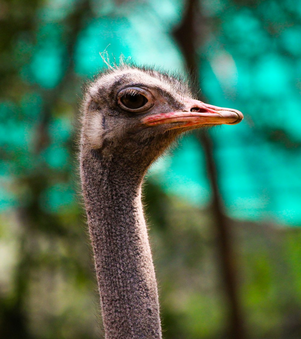 gray ostrich