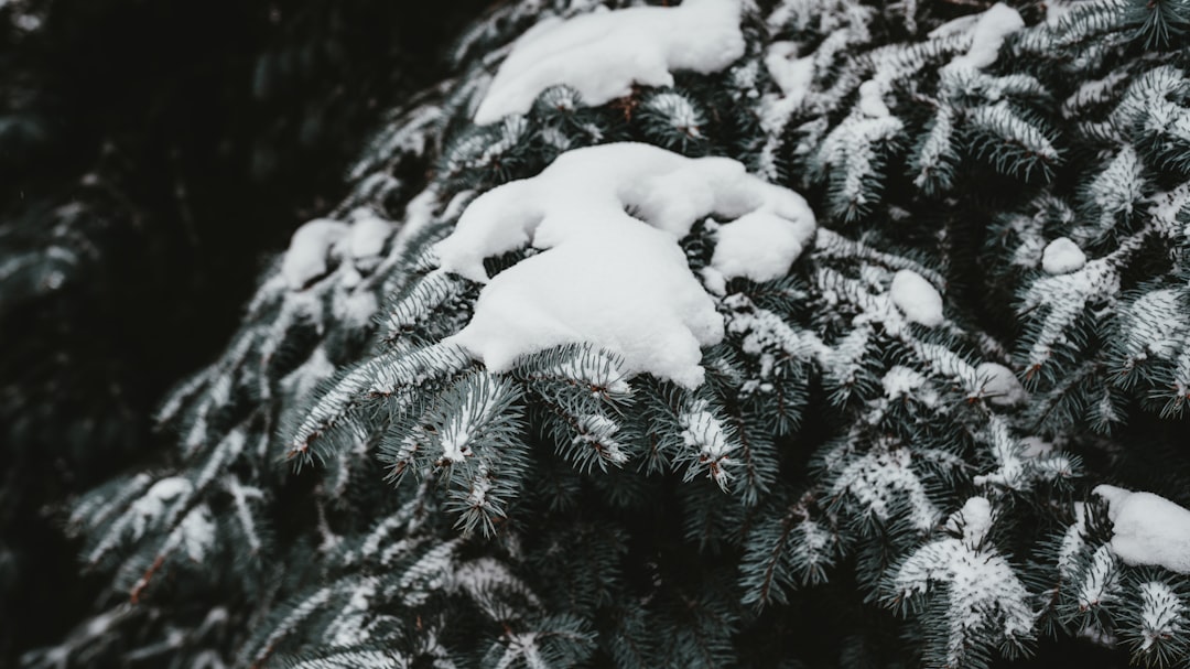 greyscale photo of snow covered pine tree