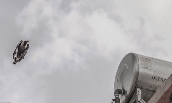 A bird is in mid-flight against a backdrop of cloudy sky. On the right, a metallic cylindrical object, likely a water heater or tank, is mounted on a structure.