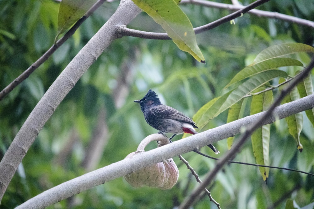 schwarzer und blauer Vogel auf grünem Baum