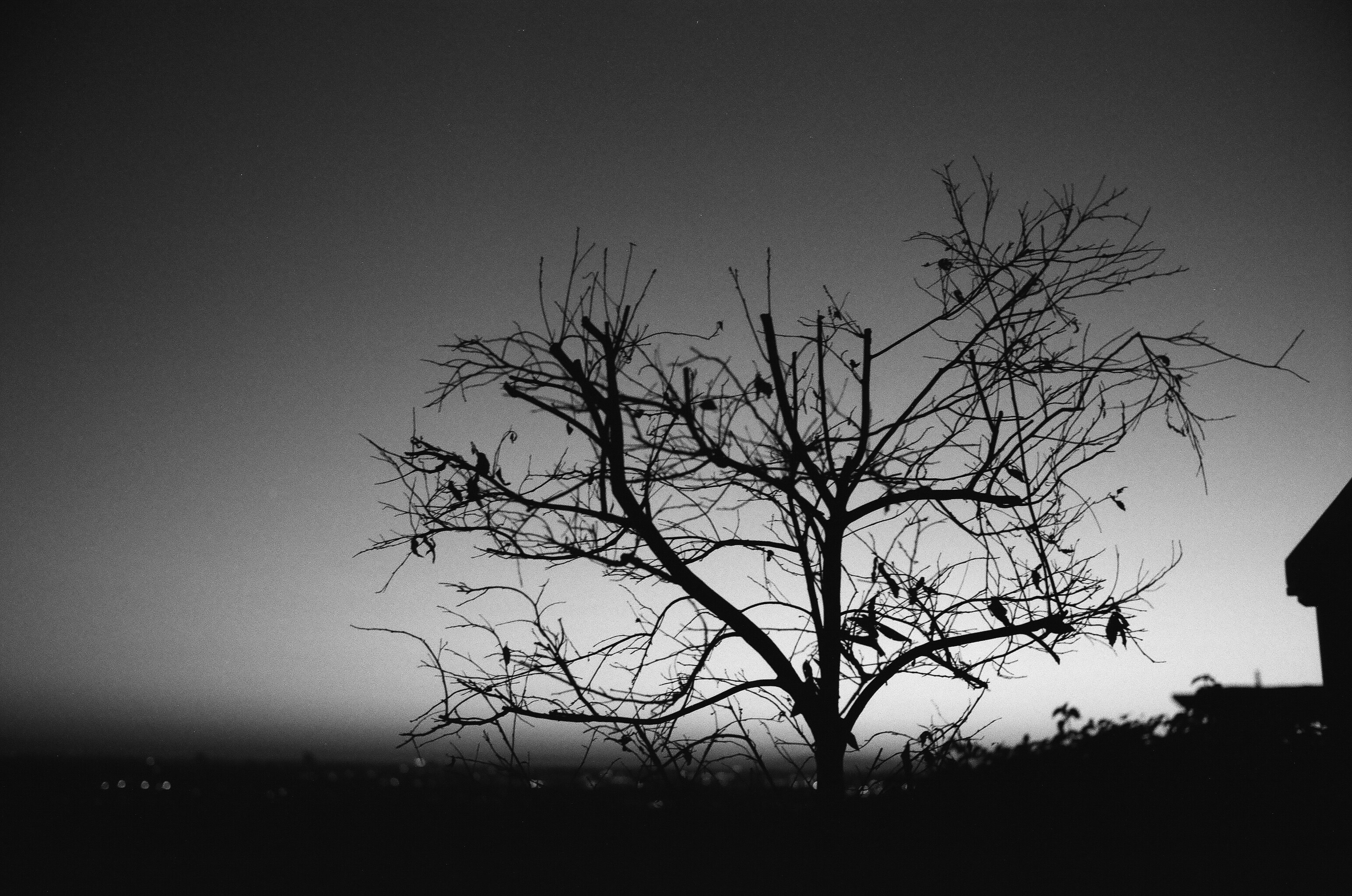 grayscale photography of leafless tree