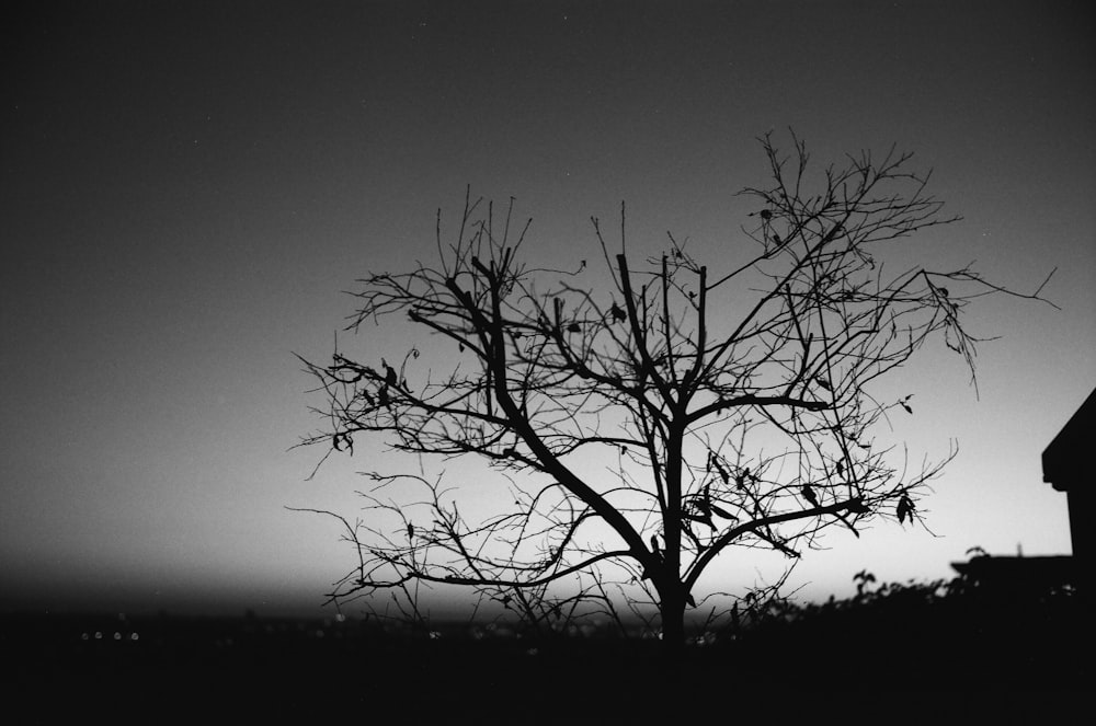 fotografia in scala di grigi di un albero senza foglie