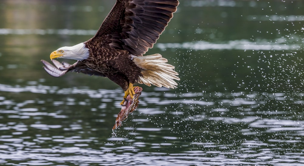 águila buscando peces