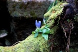 A small, vibrant blue flower grows amidst lush green moss and foliage on a tree trunk. The natural setting includes various textures of moss, bark, and leaves, giving a sense of the forest floor's biodiversity.