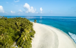 green palm tree nearby seashore