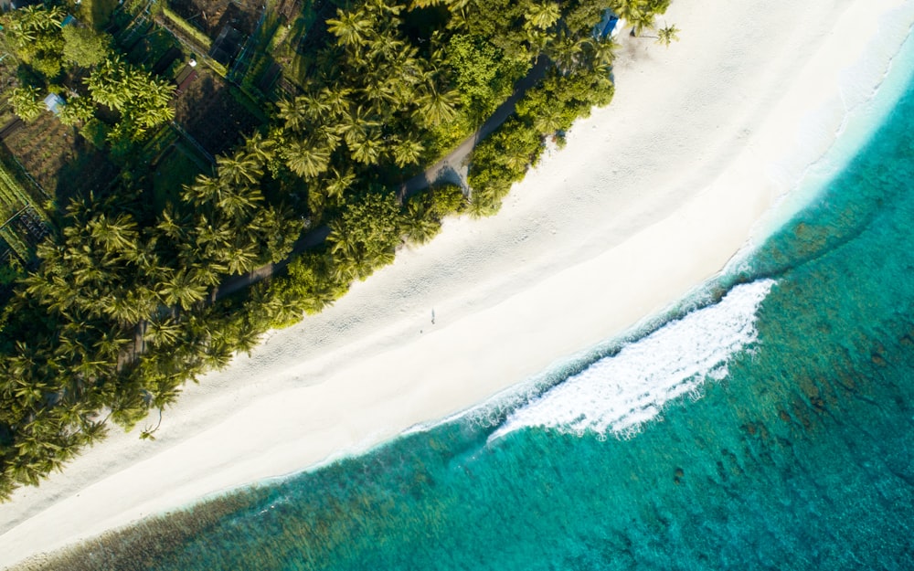 Vista aérea da palmeira perto da costa durante o dia