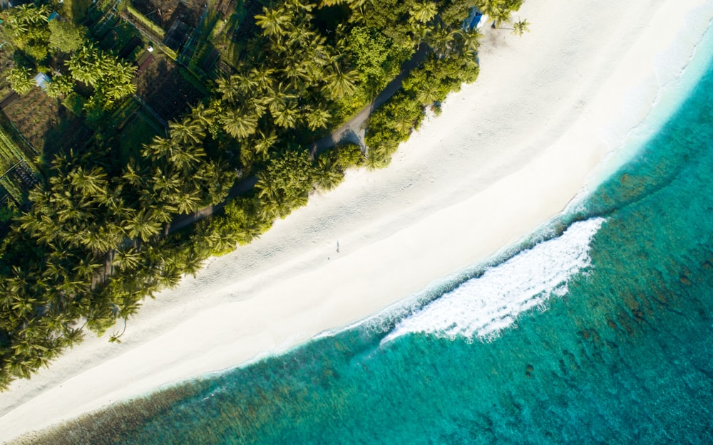 aerial view of palm tree near seashore during daytime