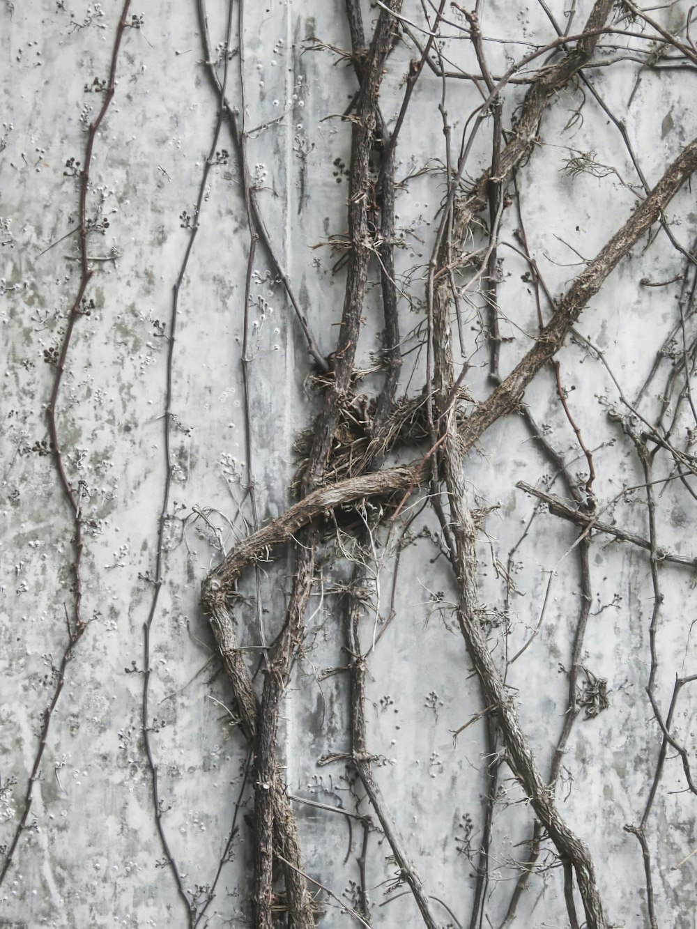 twigs on white surface