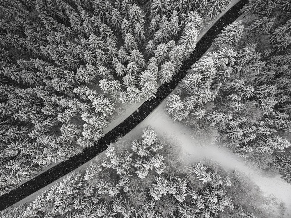 Alfombra floral en blanco y negro