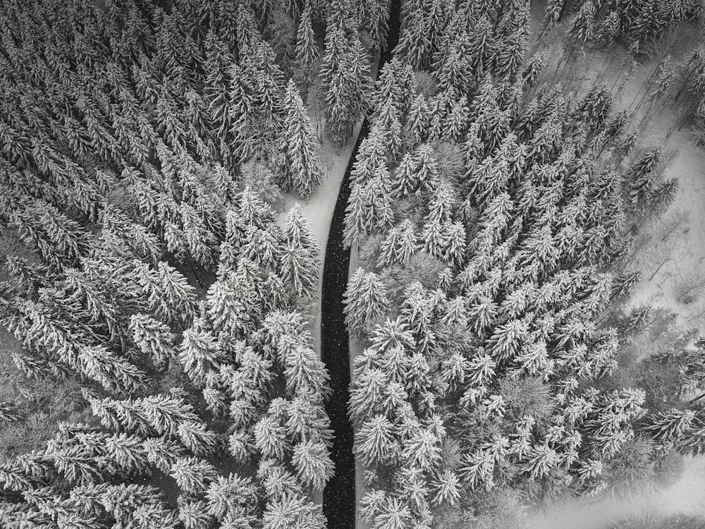 aerial photography of pine trees