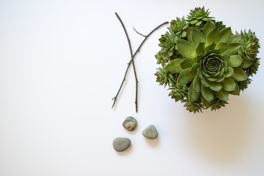 green succulent beside gray stones
