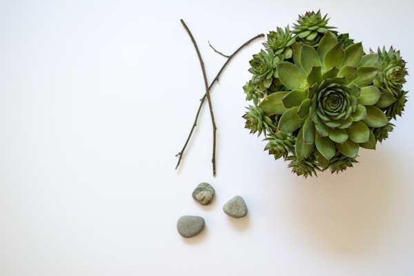 Wellness Detail