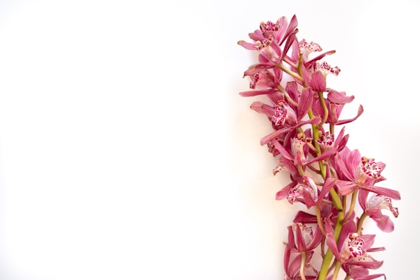 An elegant print from Orchid Atlas Studio displayed on a minimalist white wall.