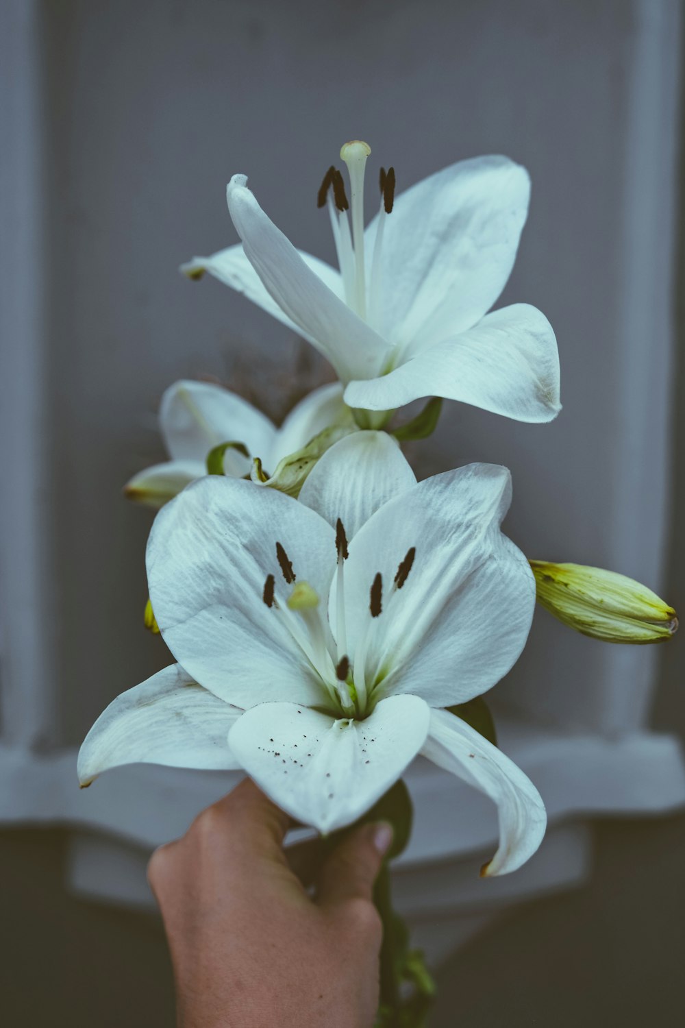 flores de pétalas brancas