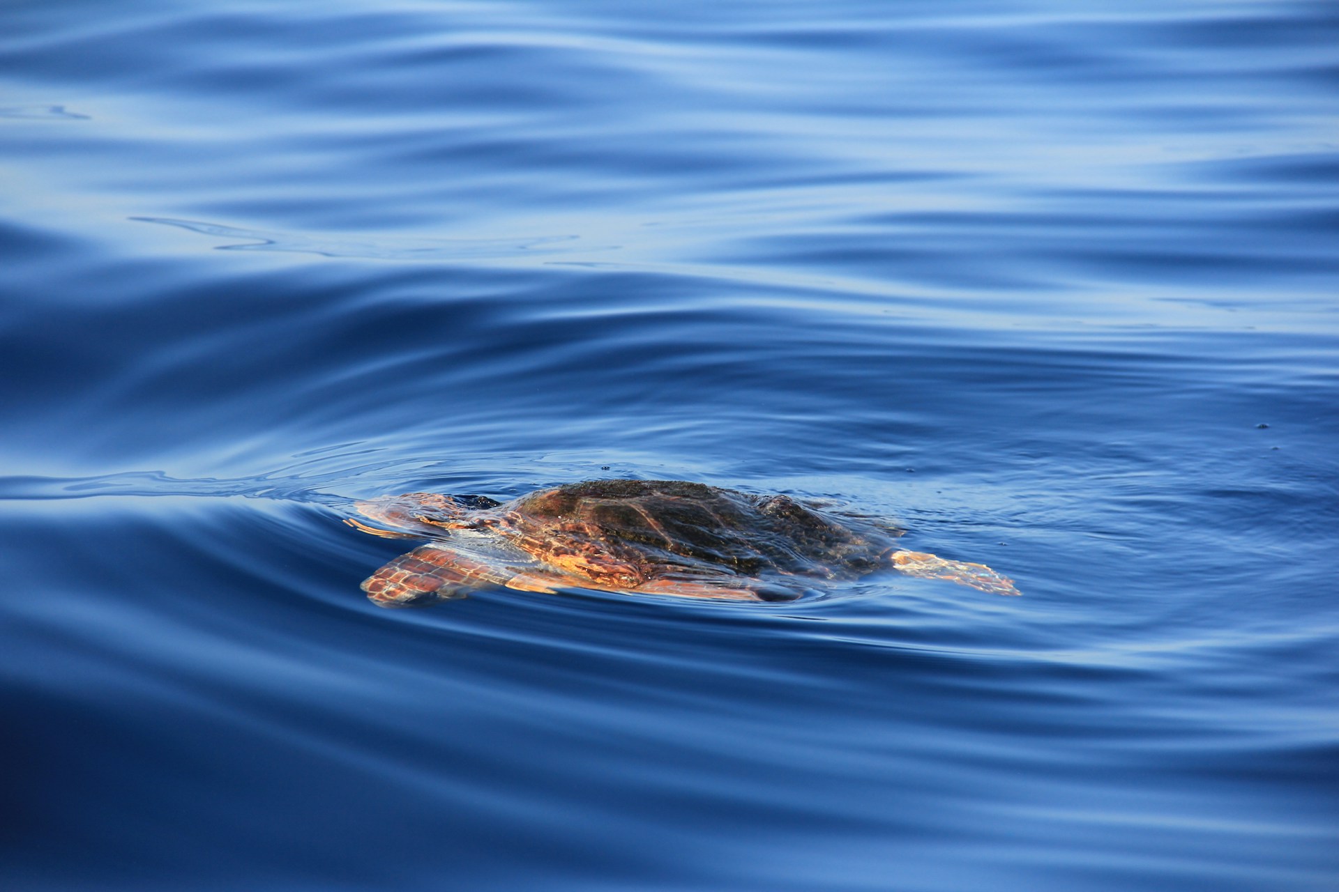 brown turtle
