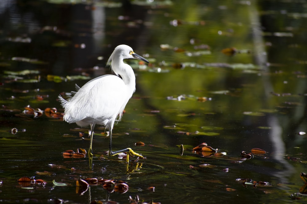 white bird on water